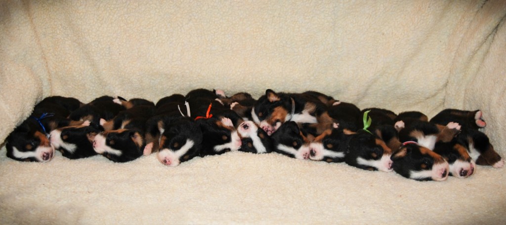 Litter B @ 2 weeks