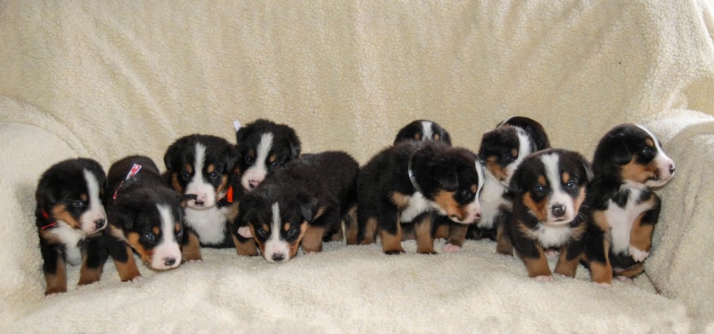 Litter B @ 3 weeks