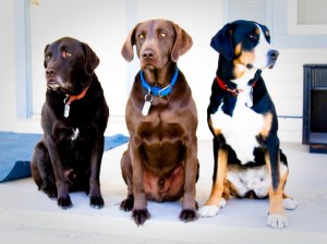 Our dogs Jim, Remus & Cinna