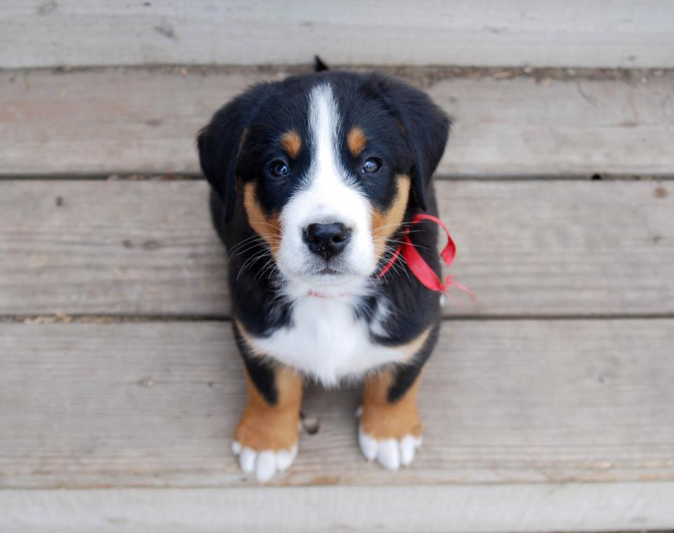 Blue greater swiss mountain sales dog