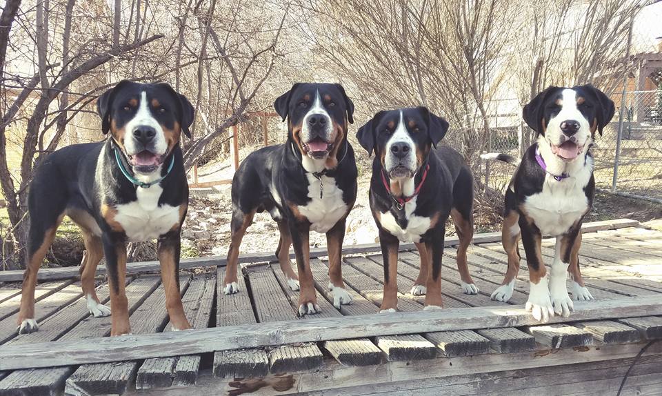 Blue swiss mountain store dog